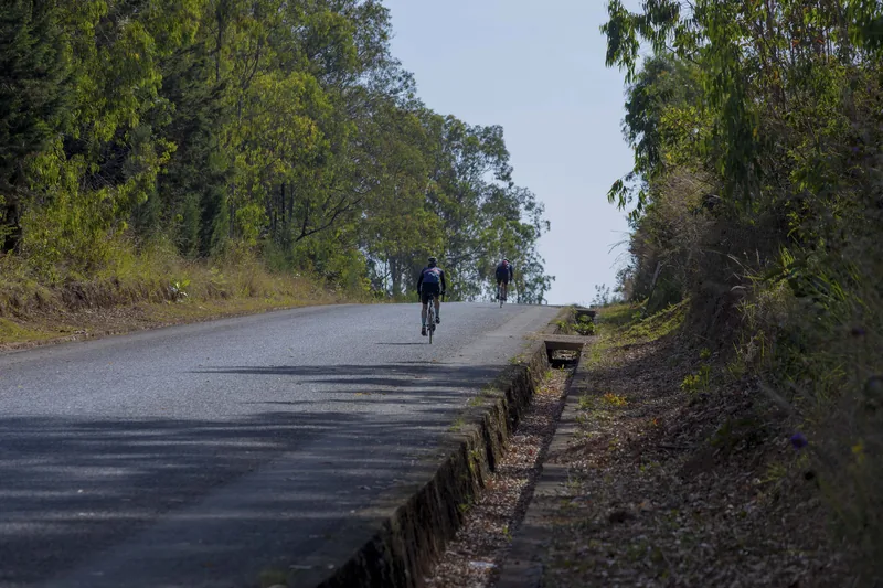 A straight road between eucalyptus, riders in the distance