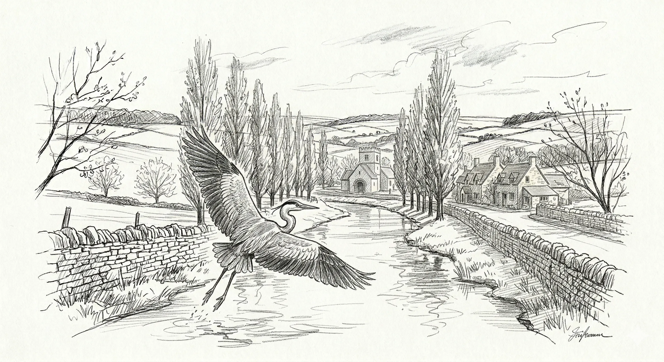 Pencil sketch of a grey heron taking flight from a shallow river, wings spread, village and trees in background
